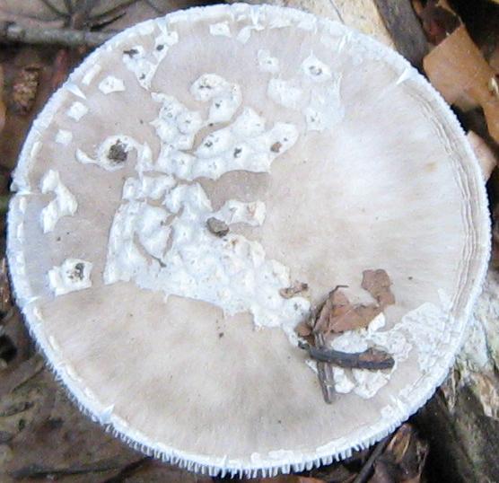 Escursione a Limestre e funghi da identificare